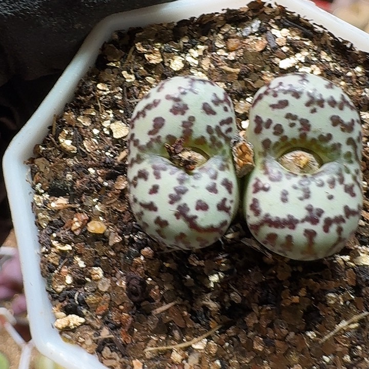 生石花233:：：。  263