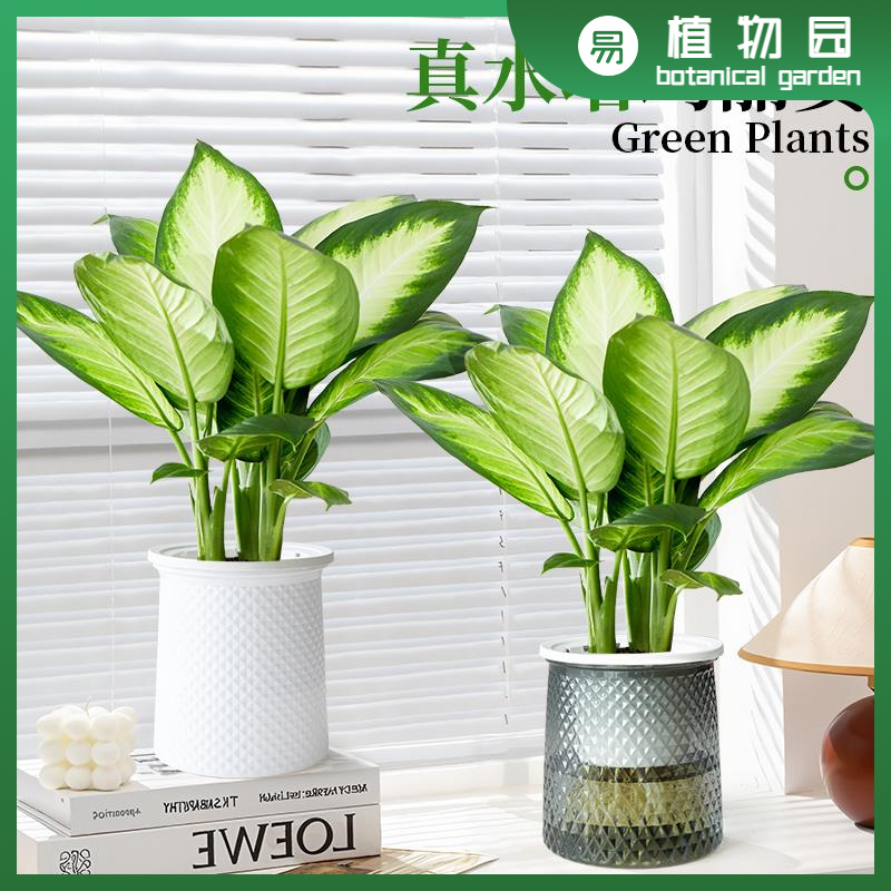 玛丽安水培植物室内好养万年青绿植办公室桌客厅净化空气花卉水养