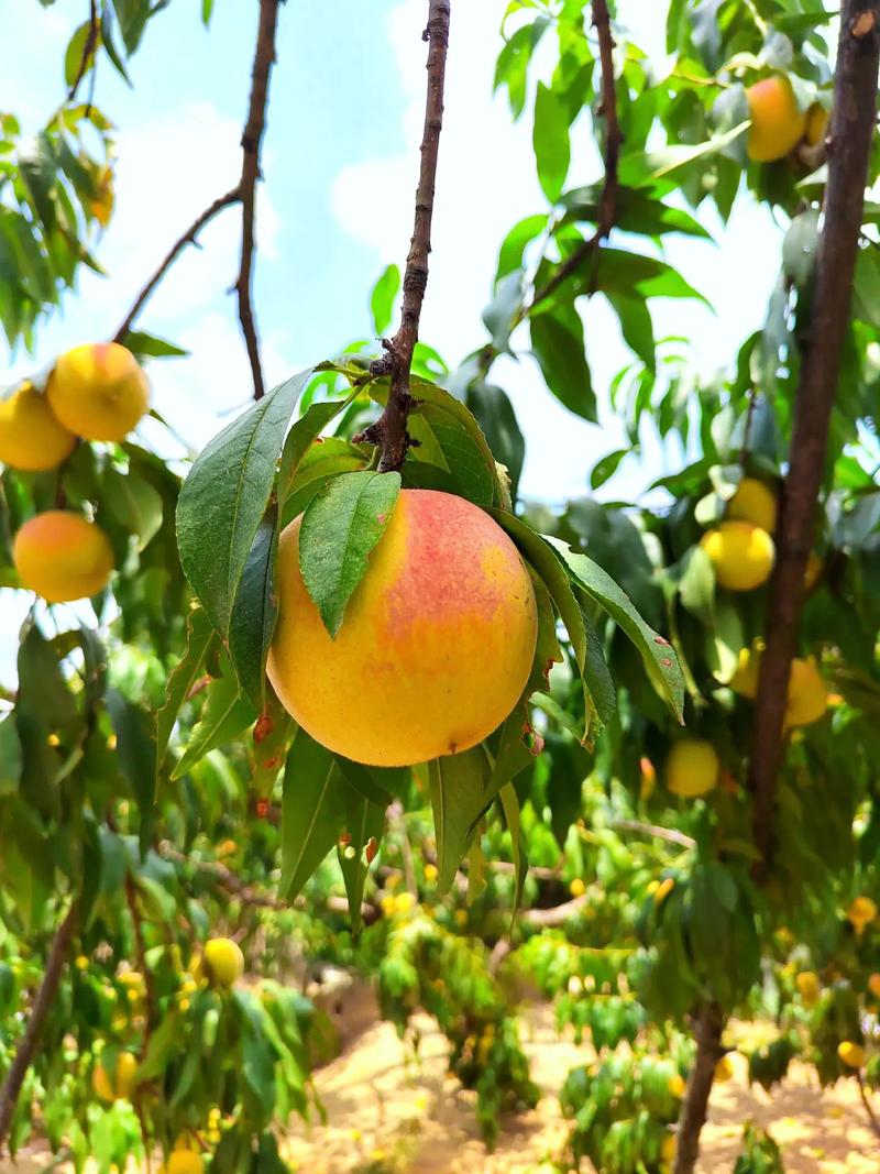 河南省信阳市商城县观庙镇不套袋状元黄桃净重4斤