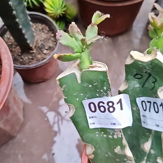 052嫁接白重瓣零度之上包邮681