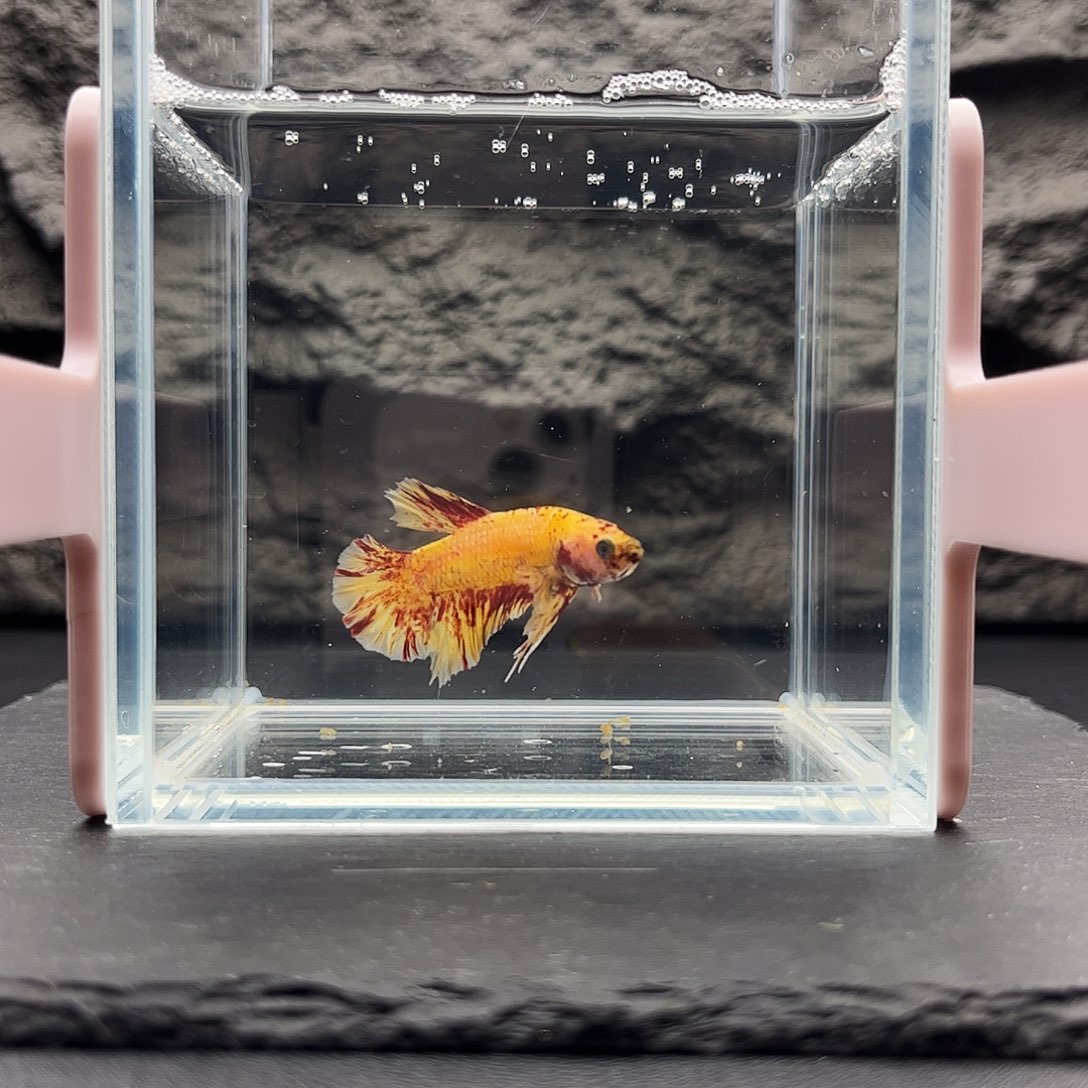 海水鱼宙斯斗鱼竞拍 1226高端场