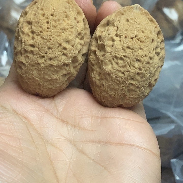 文玩核桃把件云南铁核桃基地63