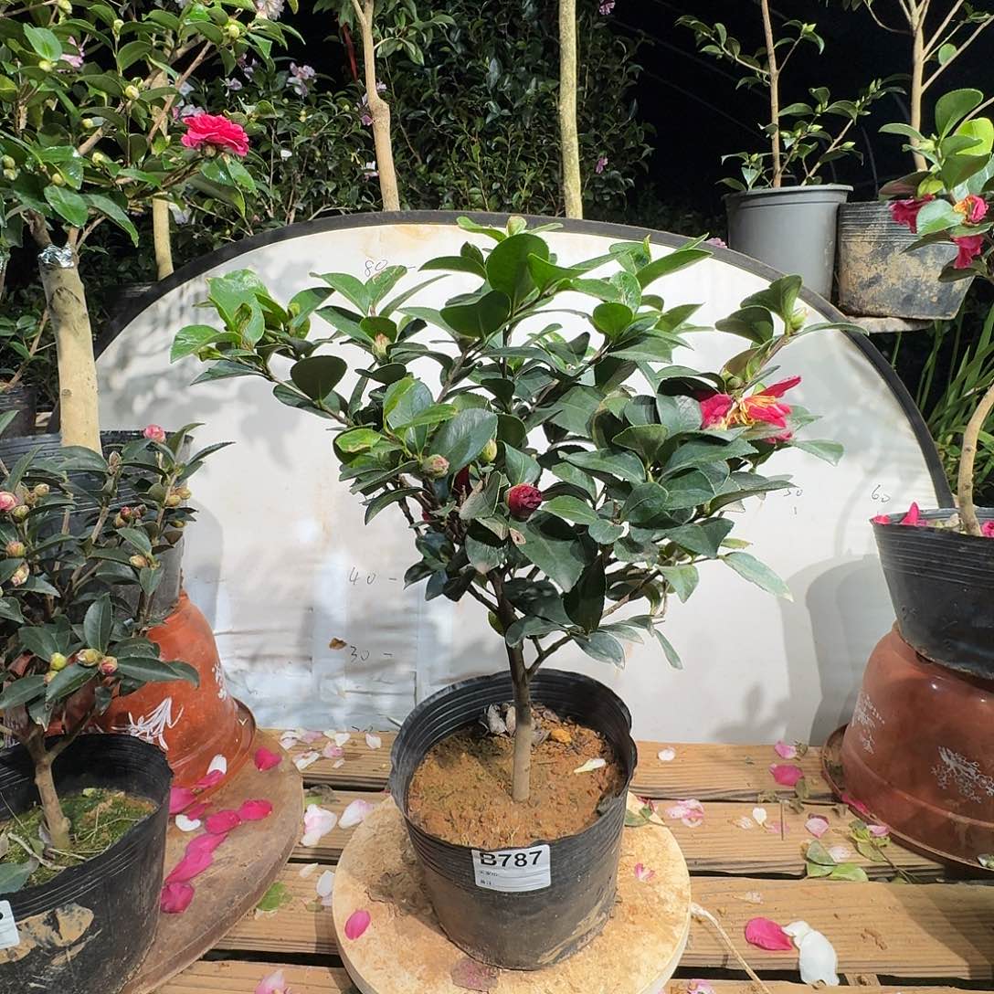 无花朵787财神爷38.8茶梅