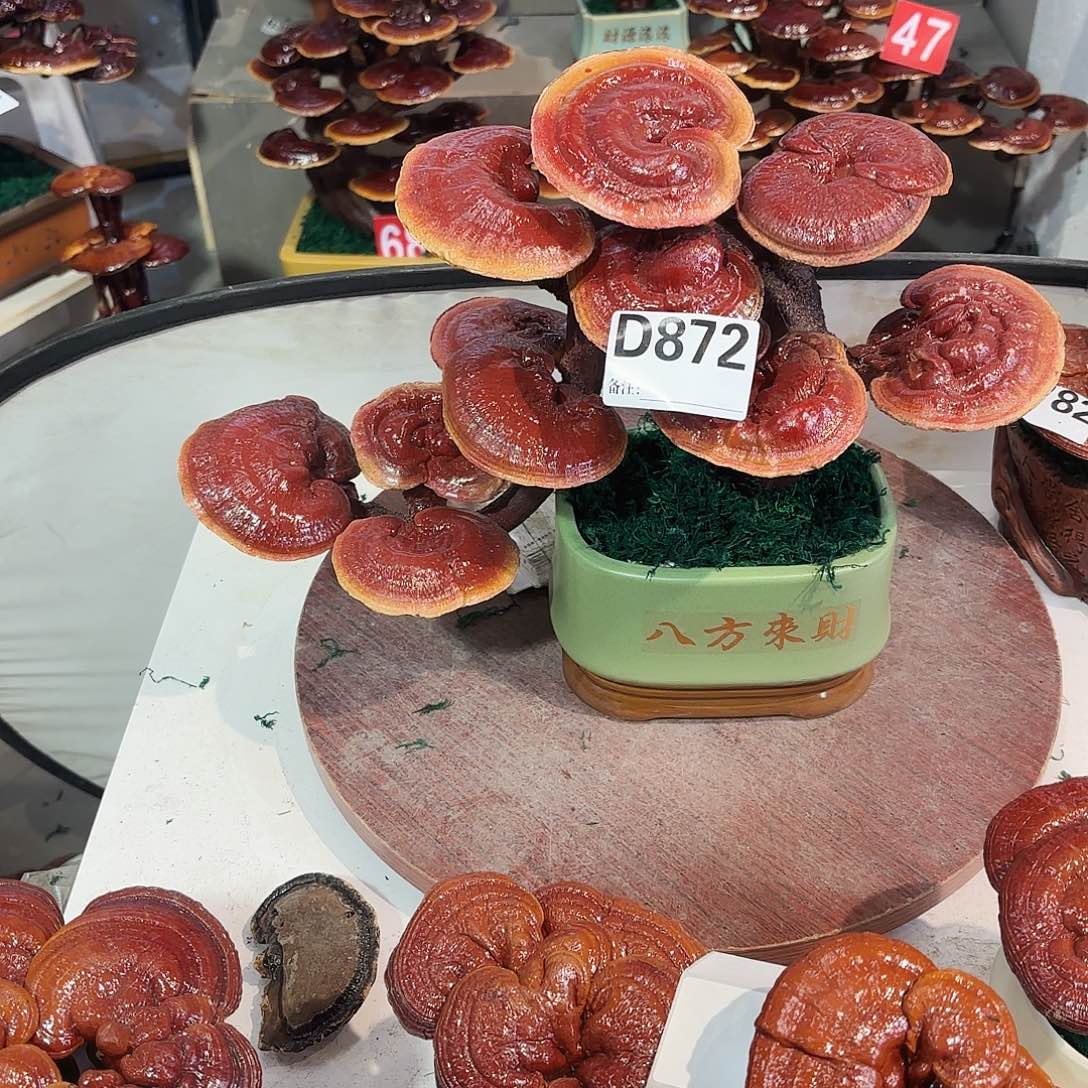 无花朵灵芝58888888888888888