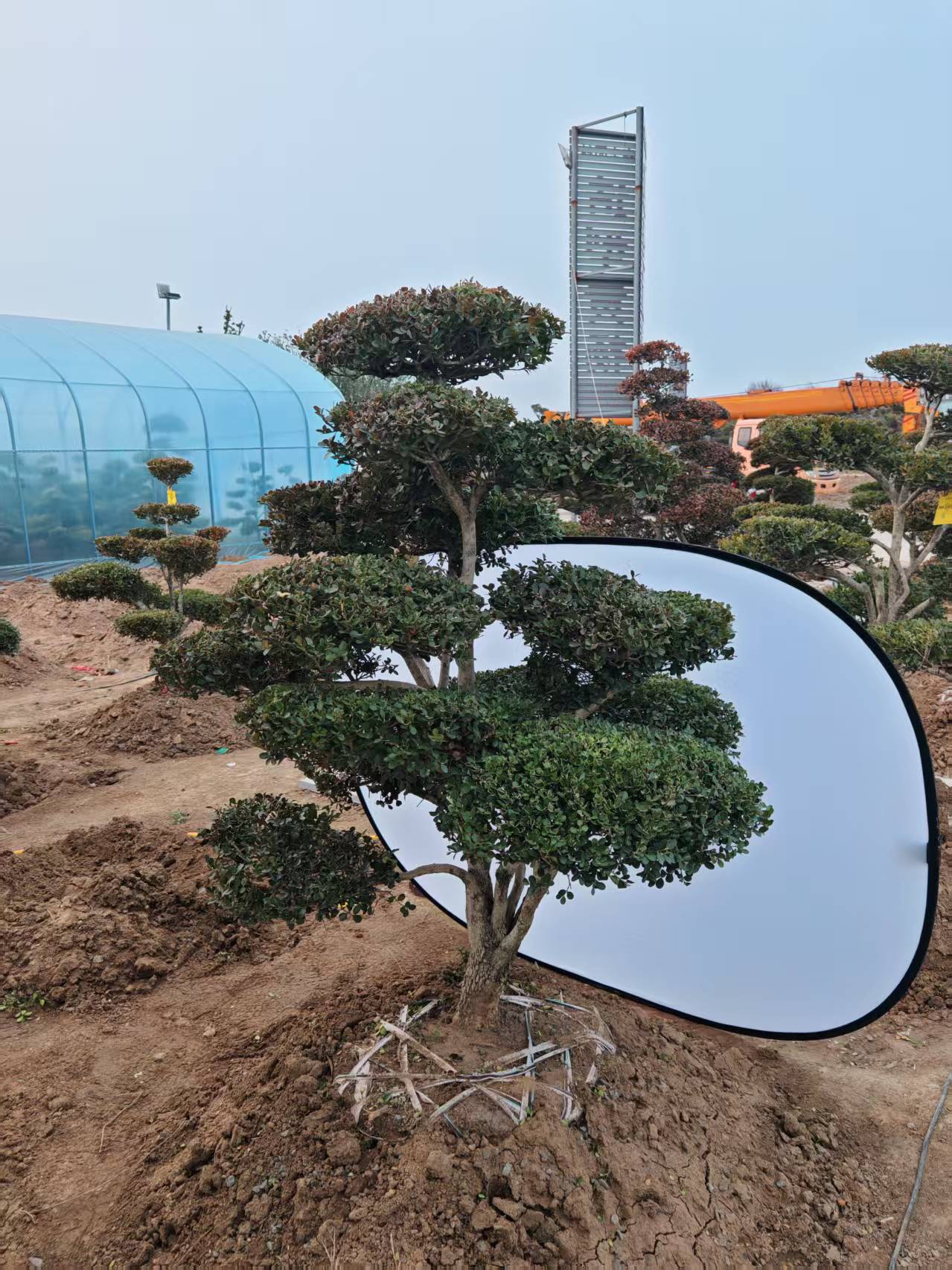 精品瓜子黄杨大型绿植造型罗汉松别墅庭院地景盆景名贵绿植盆栽地