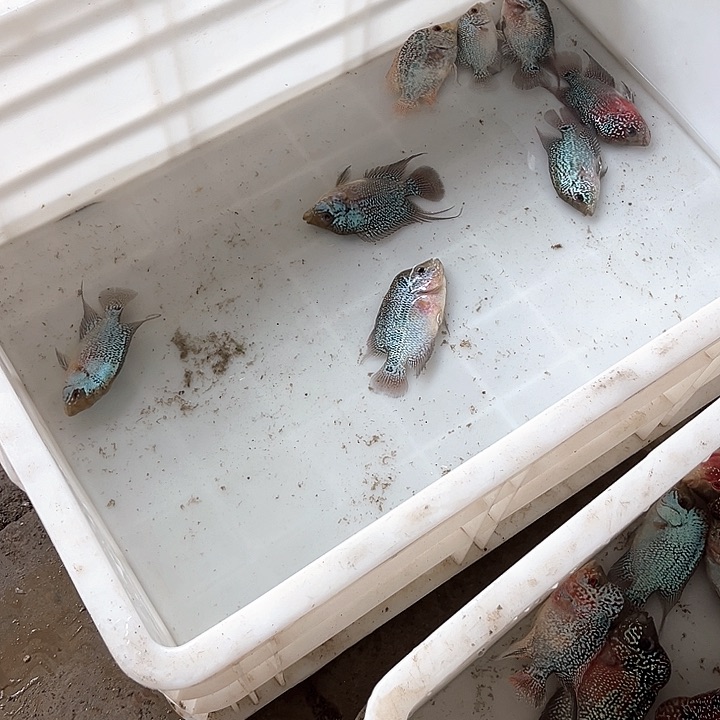 海水19.9在这种重中之重重中之重