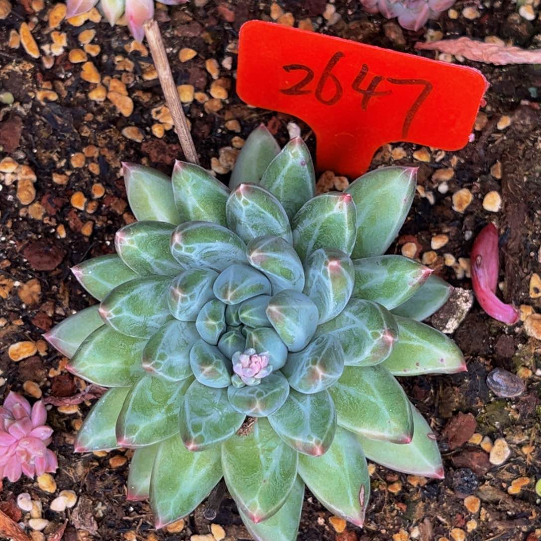 2647号晚上多肉植物群生多肉植物