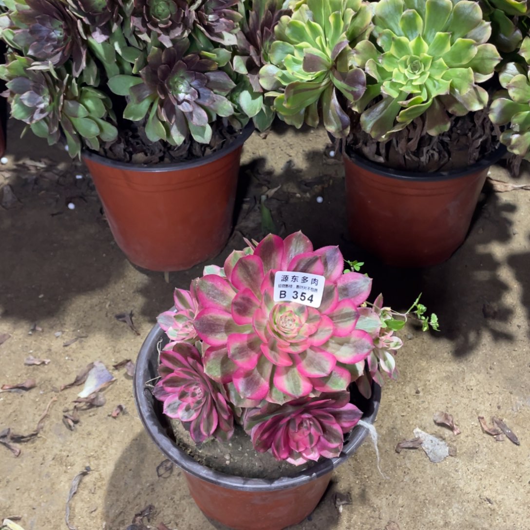 354火龙果多肉法师断枝不包