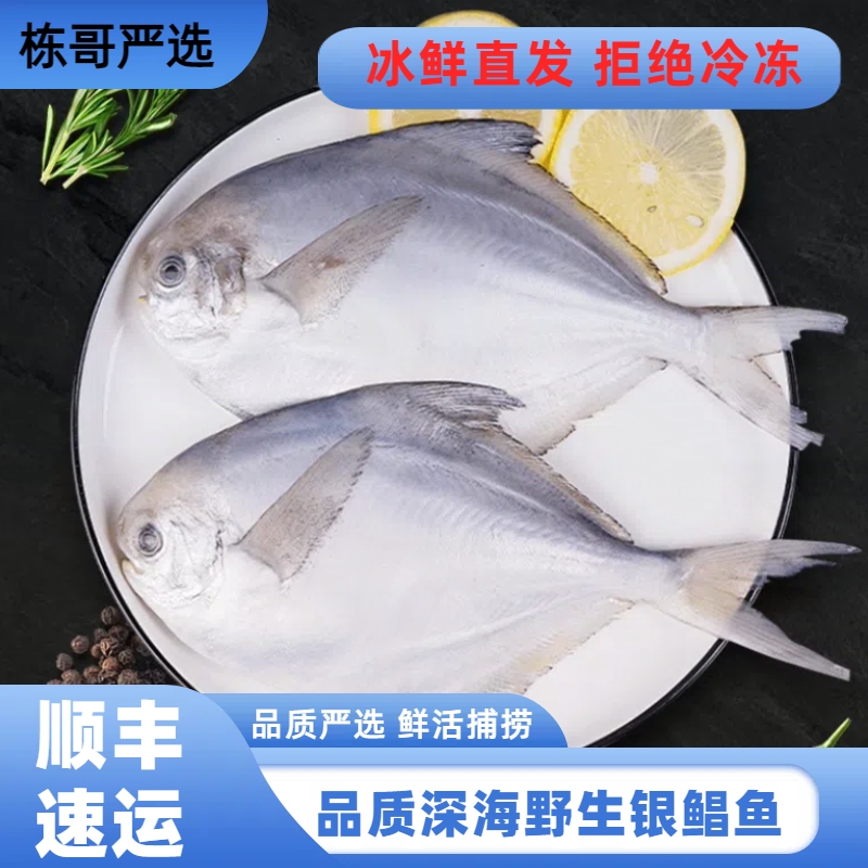栋哥严选 海捕大连银鲳鱼渤海湾鲳鱼6条装深海鱼海鲜水产无冰衣