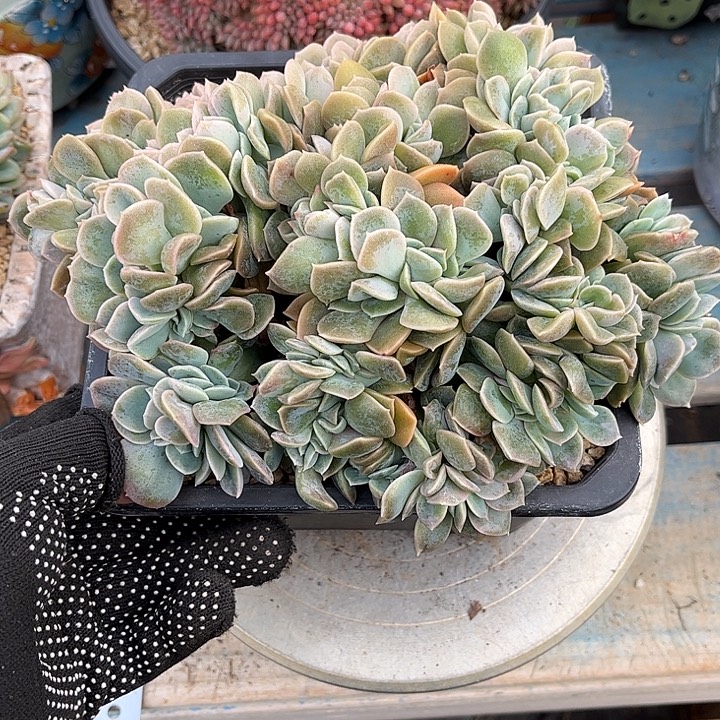 多肉植物一物一拍