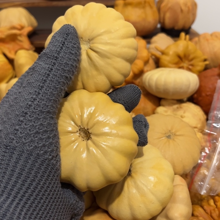 我的墨西哥七彩葫芦