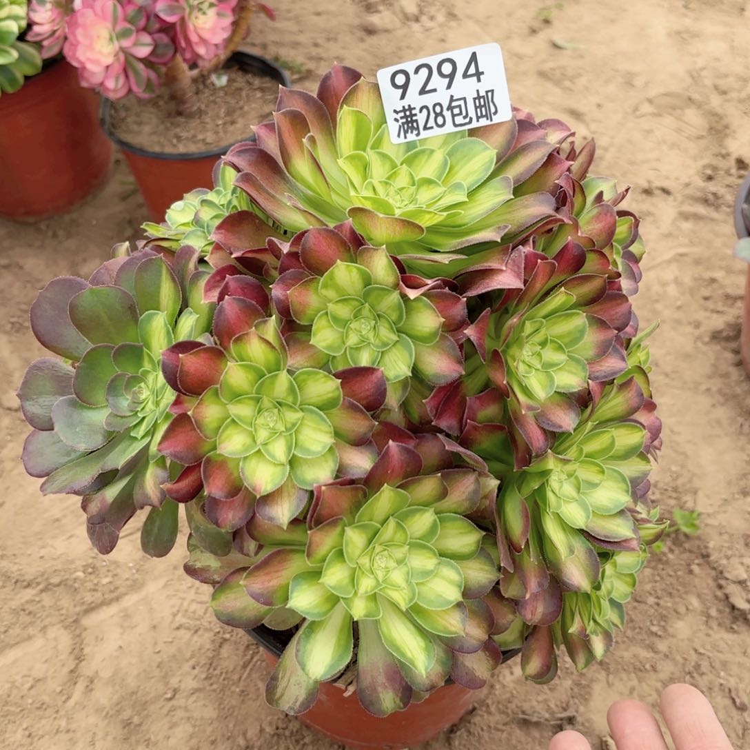 9294韶华多肉11111