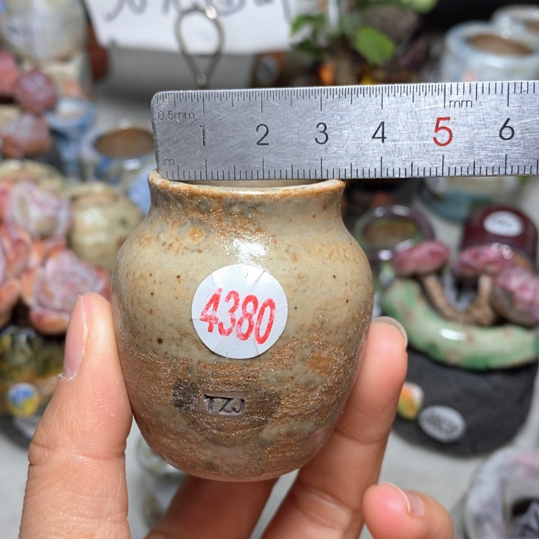 花盆拍5送一个小礼物