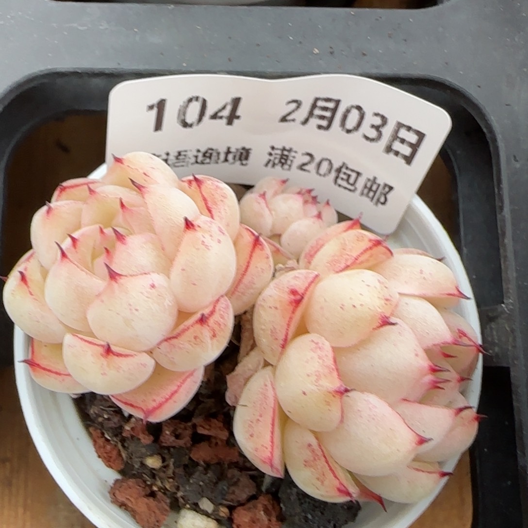 花语逸镜0203-104