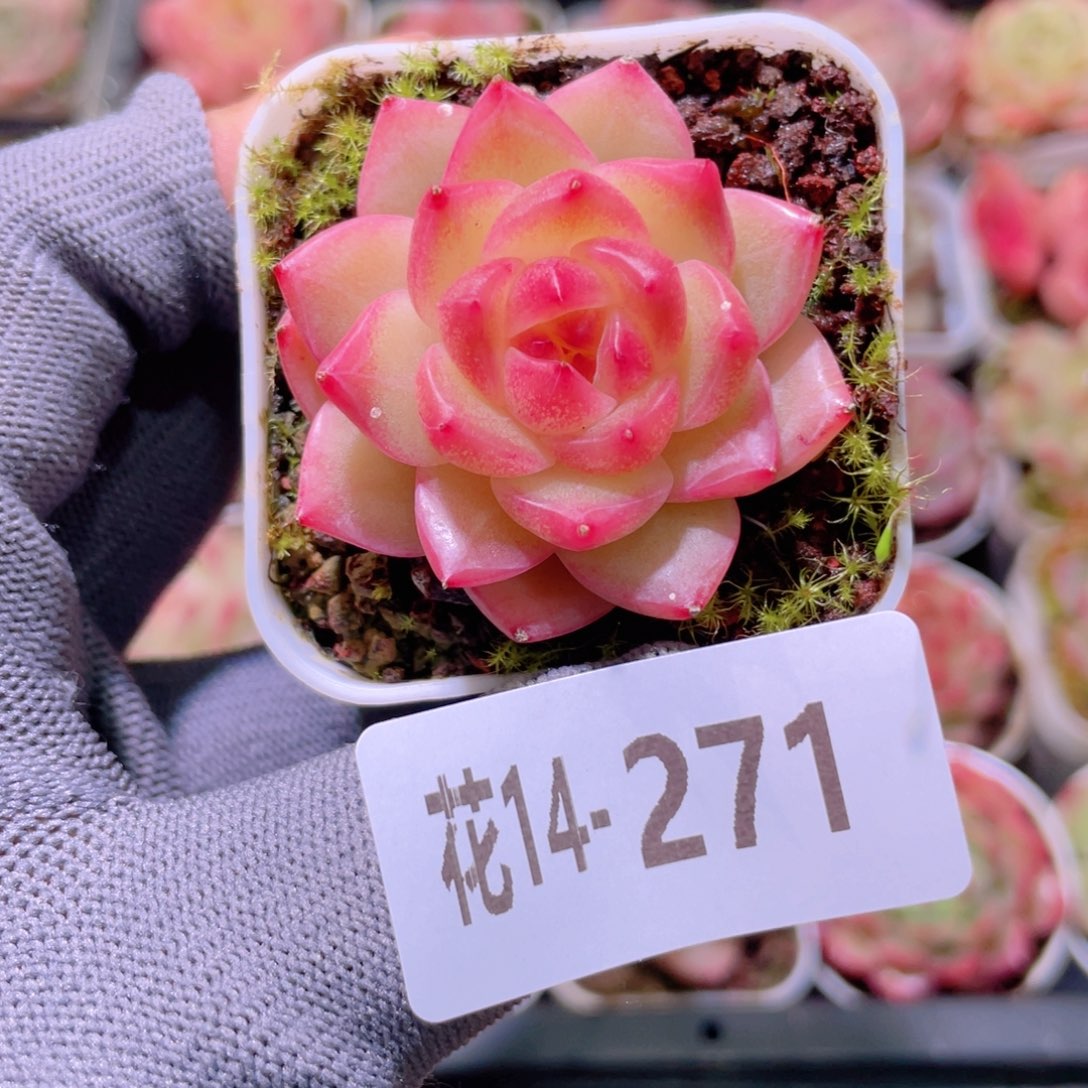 花利美14-271福利珍妮