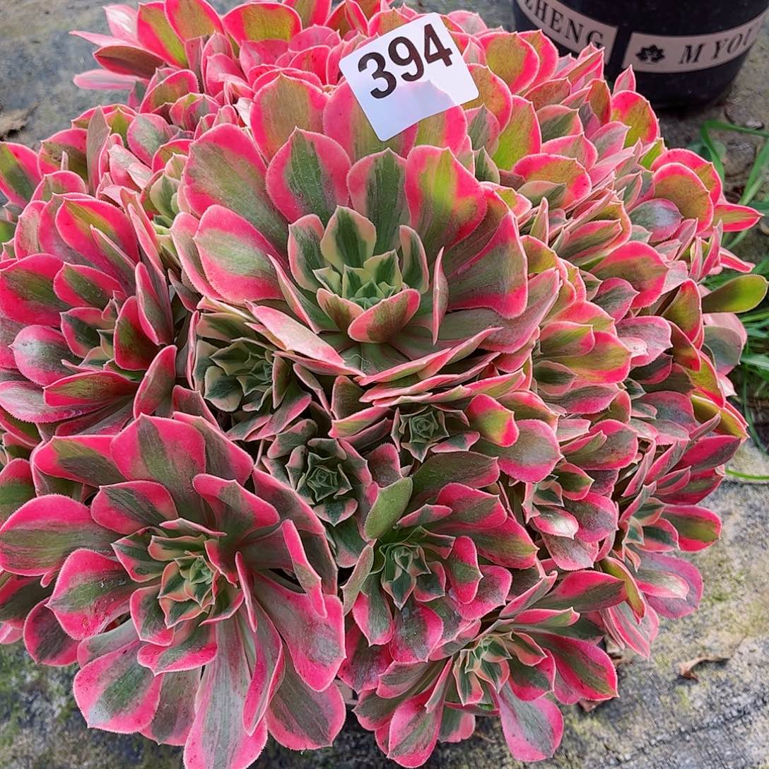 无花朵佛**照多肉植物394