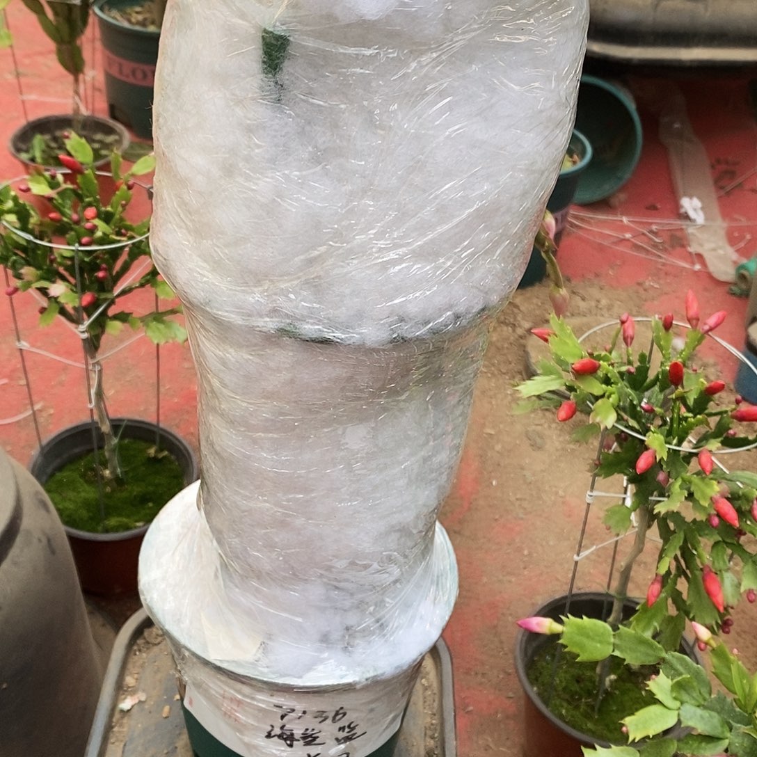 卖***姐完全开放福利款单层