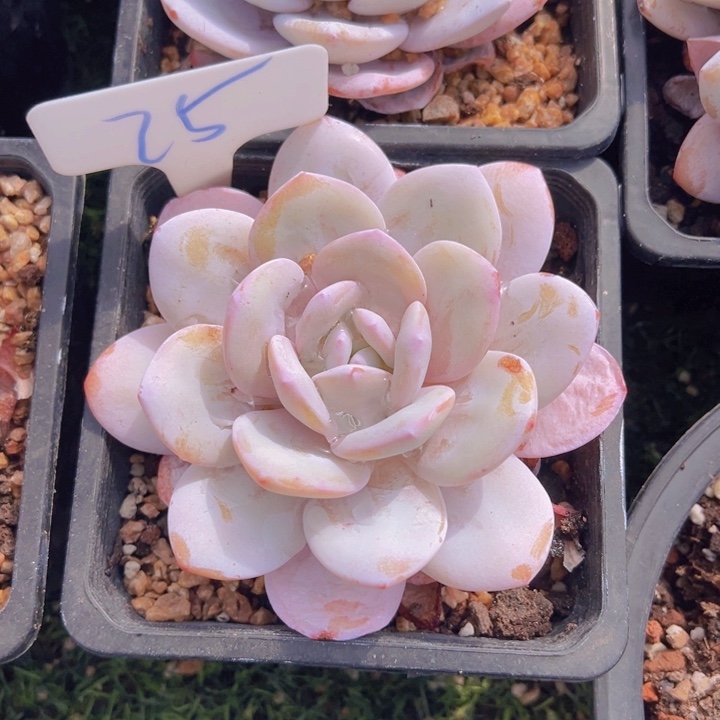 健健康康平平安安