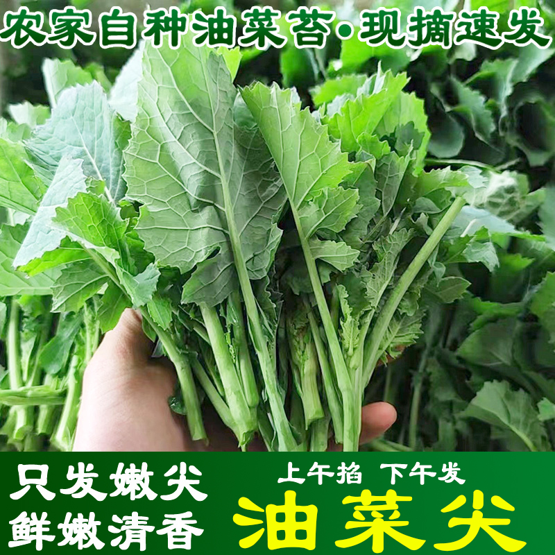 四川农家霜打油菜心鲜嫩清香回甜时令蔬菜油菜苔新鲜现摘