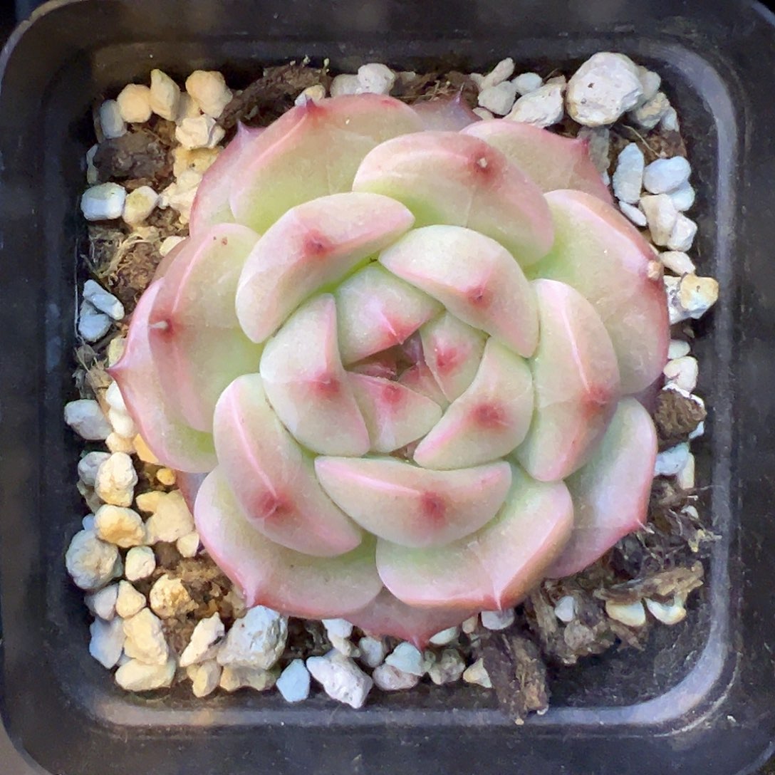 新品单头荧惑福利价