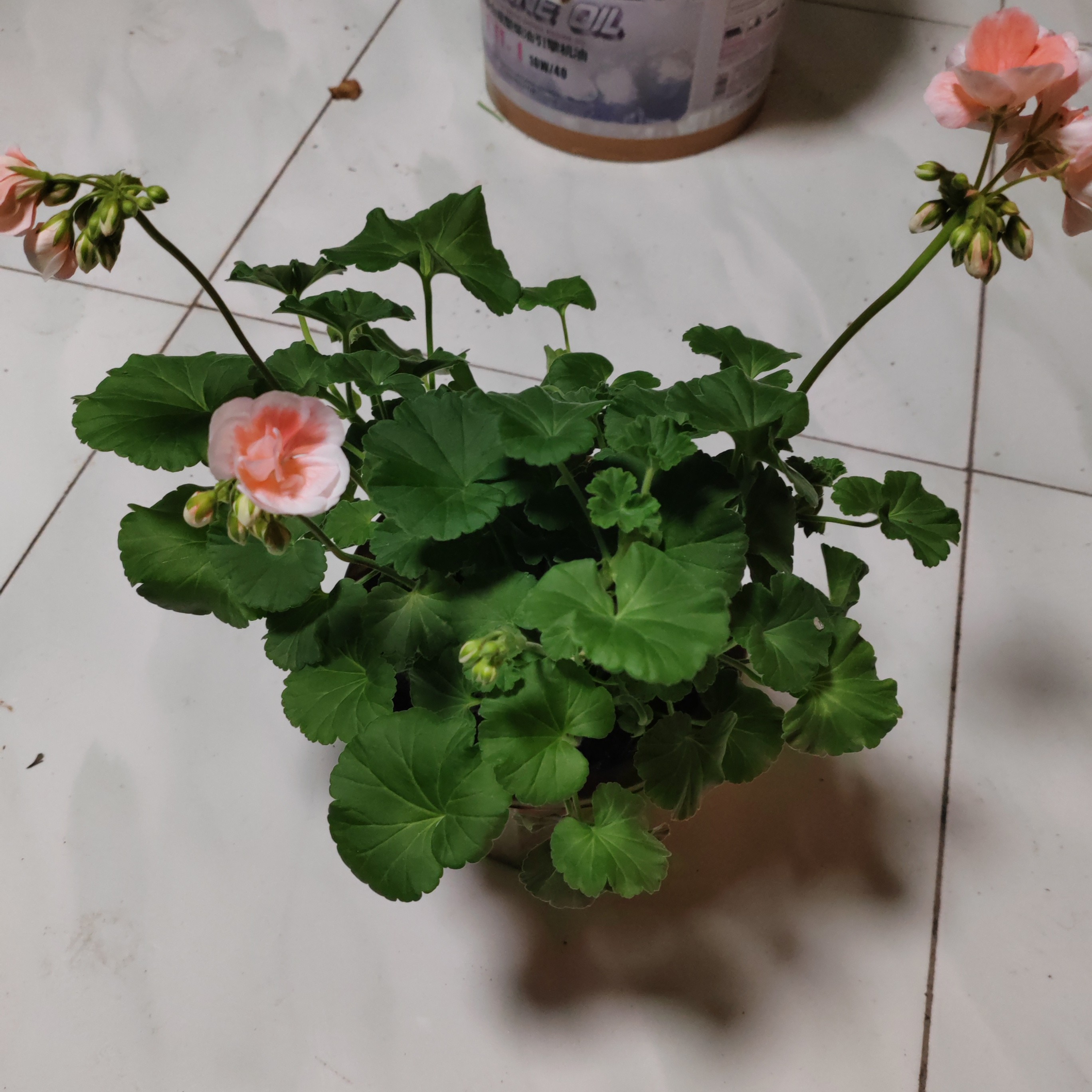 天竺葵一盆包邮到家