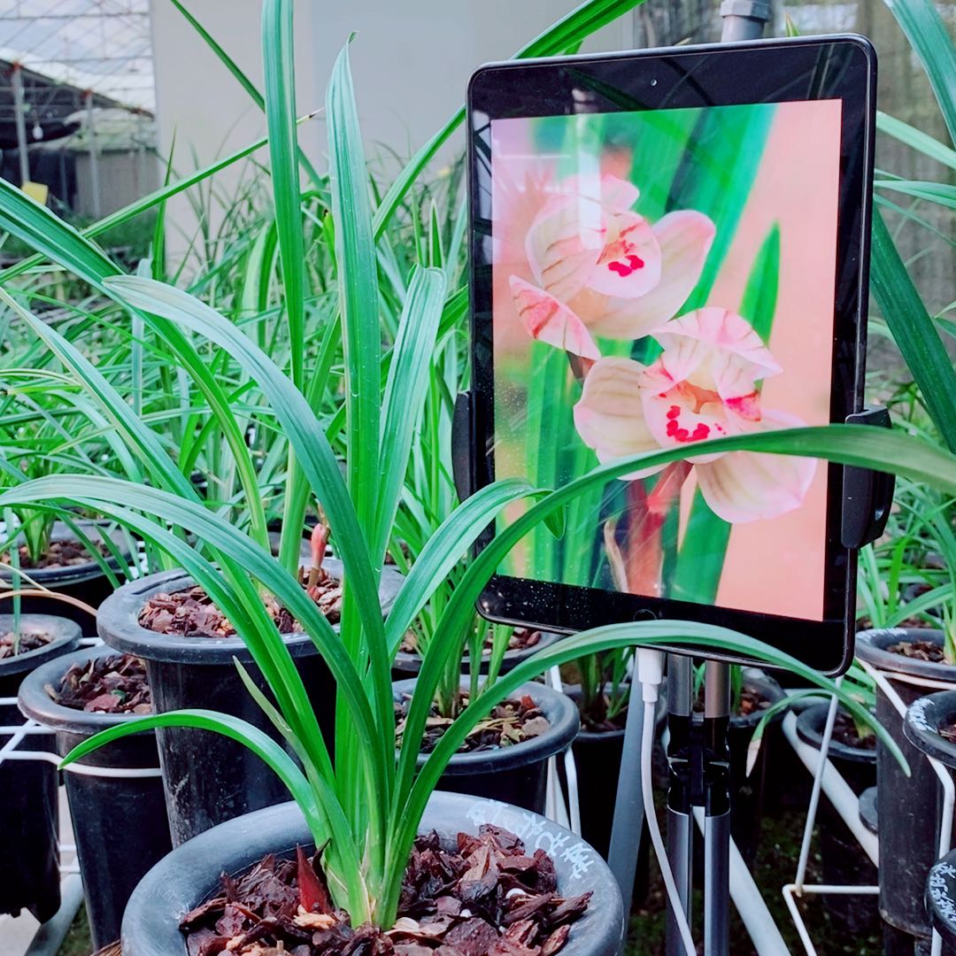 当前无花栽培后可以开花
