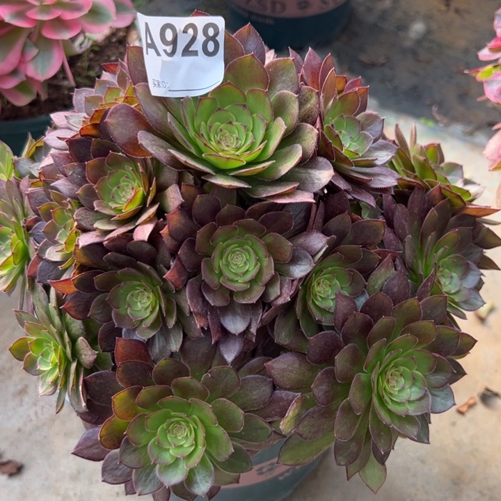 928红魔多肉22厘米左右