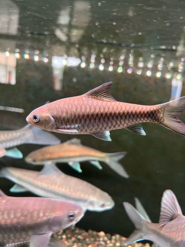 洪崩河异口蓝吉罗鱼苗 10-15厘米包损1条