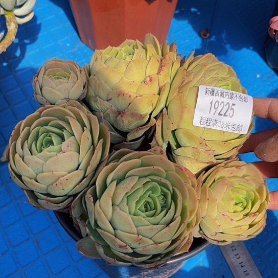 @**宝桃花坞19225多肉