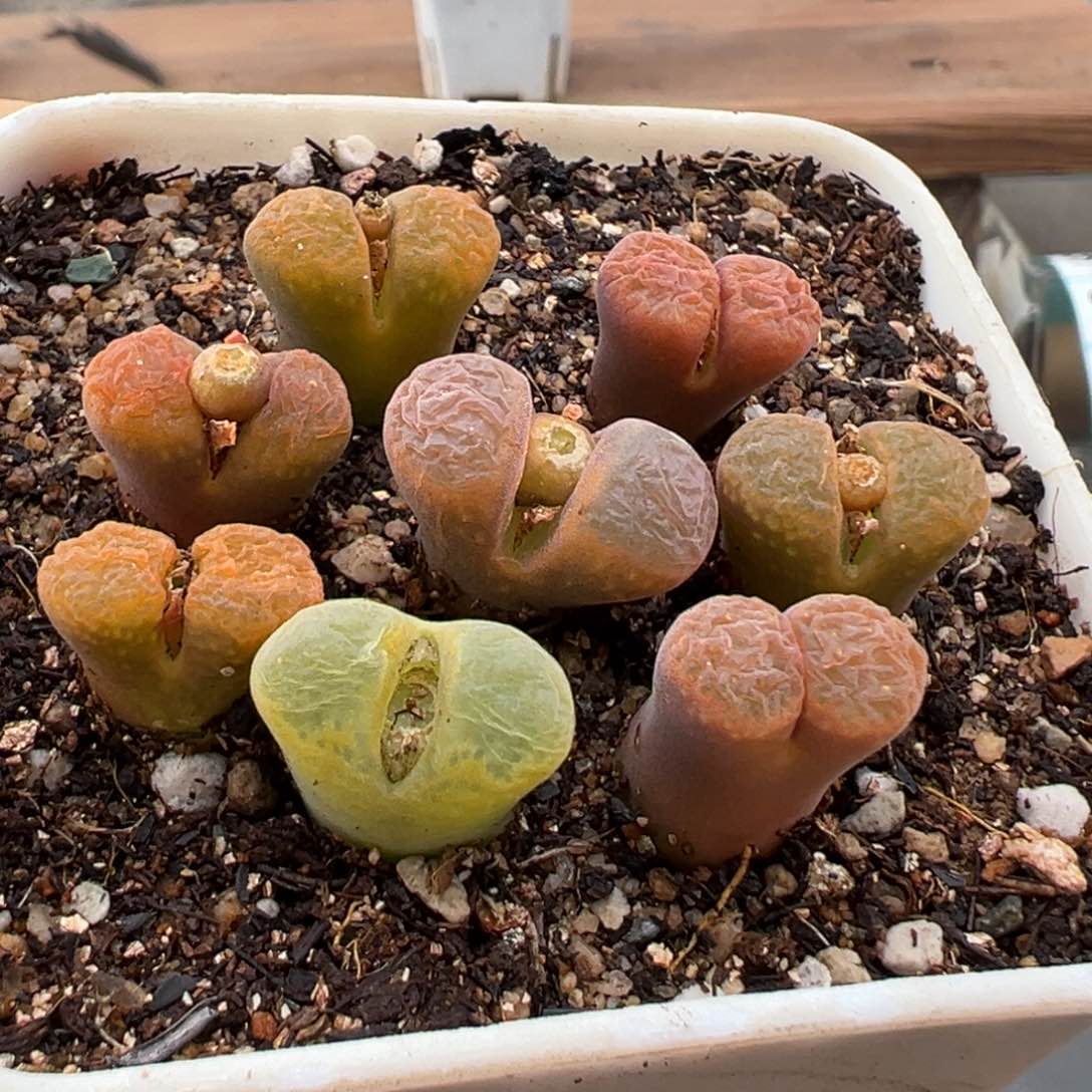 1.15好看的多肉972