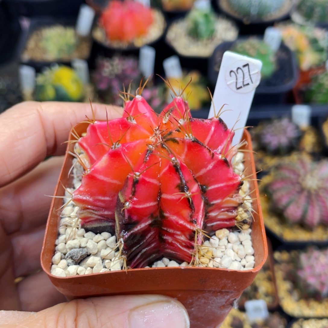 盆5公分满25包邮裸根发货