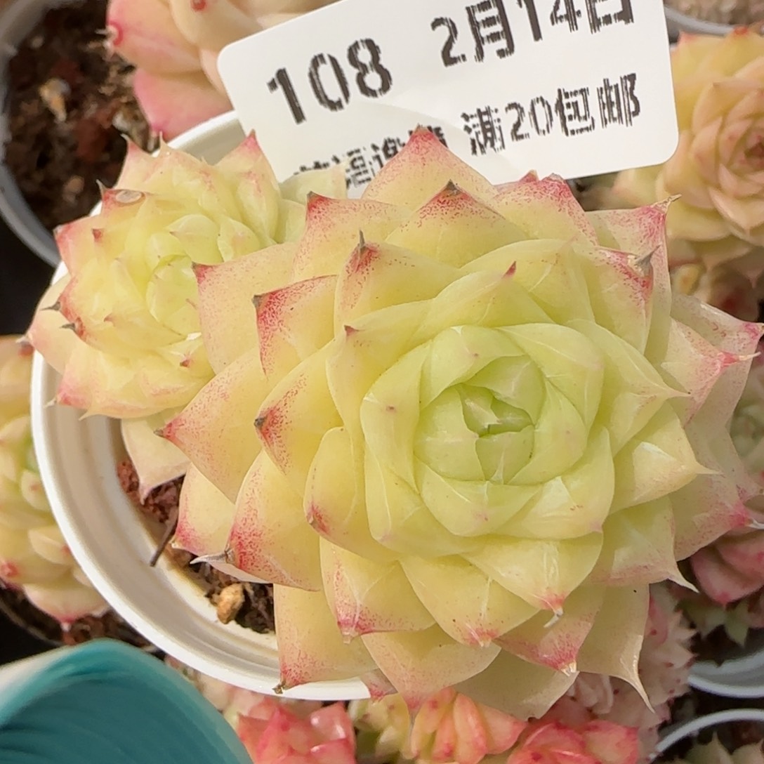 花语逸境0214-108