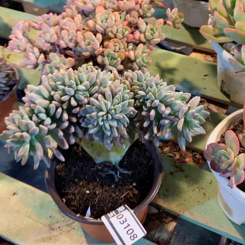 【闪购商品】淡雪缀03108