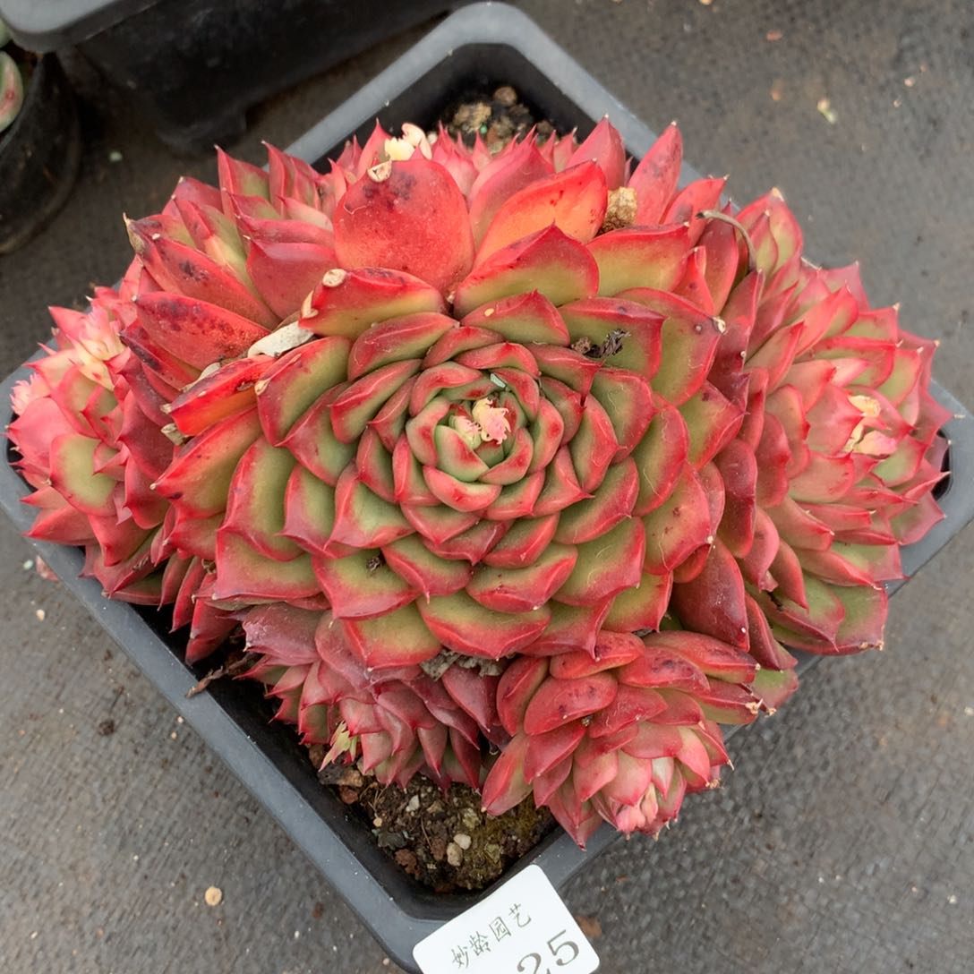 3125杂交精品基地19厘米