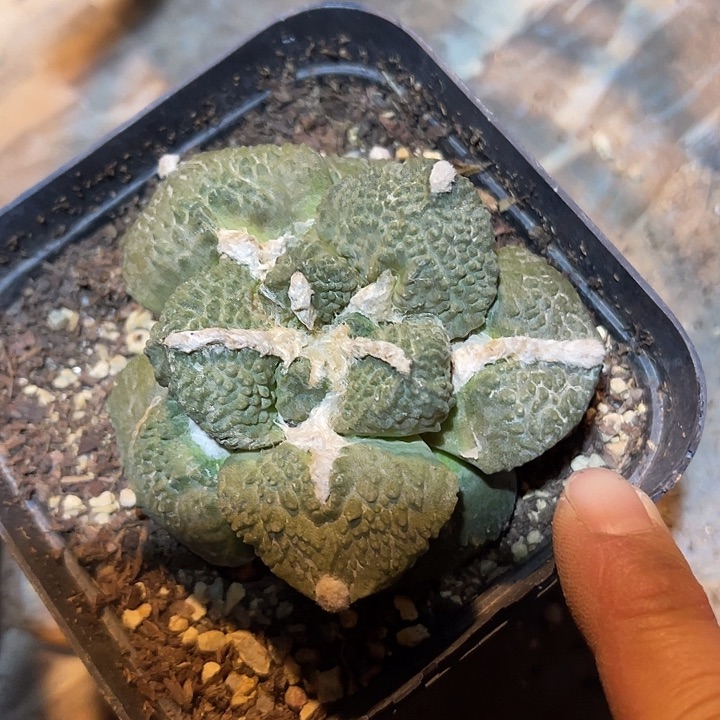 满38包邮2天凑单，脱土晾根发货多肉植物