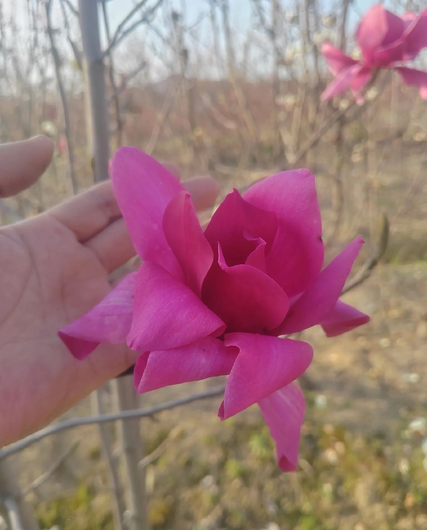 精品三季花玉兰 盆栽地栽 南北方种植