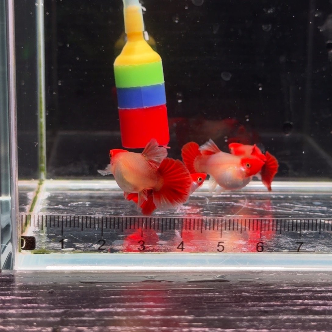 孔雀鱼红头折扇球2对