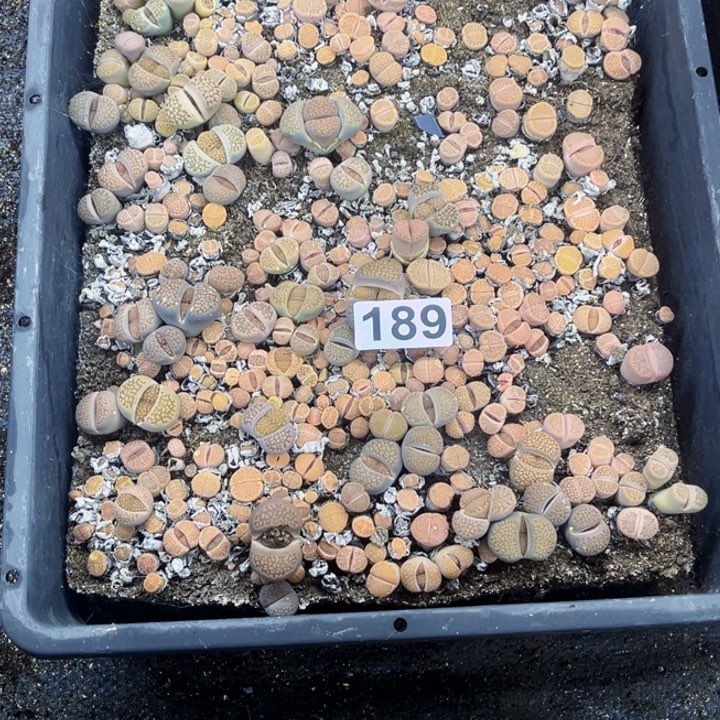 189 生石花一物一图如图