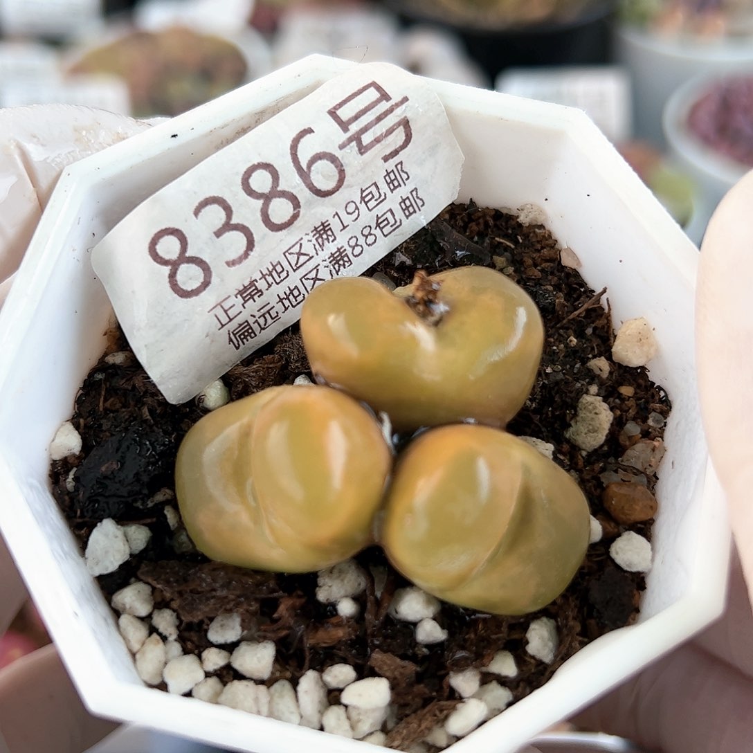 好养易活生石花大母本8386