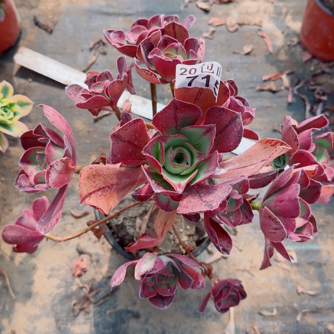 红富士多肉715满20包邮断枝不包