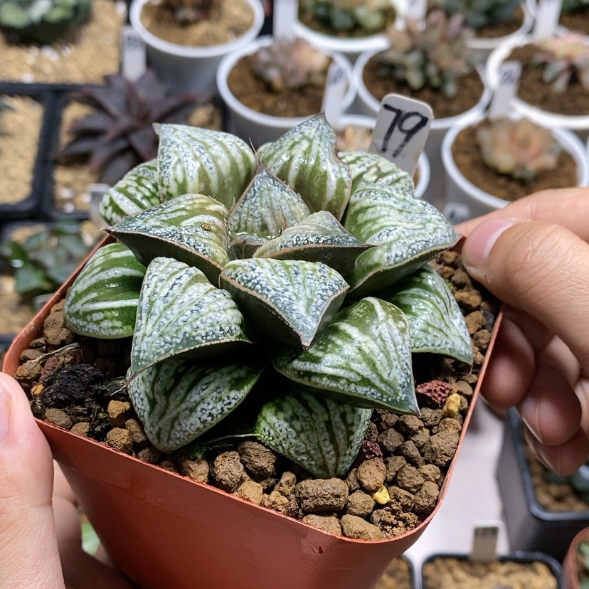 【闪购商品】79花魁