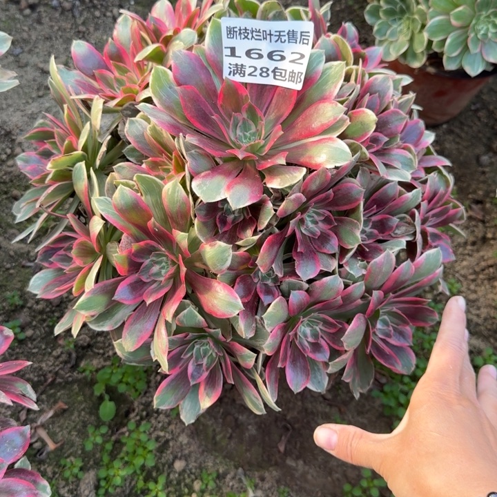 1662二号棚大浣纱A