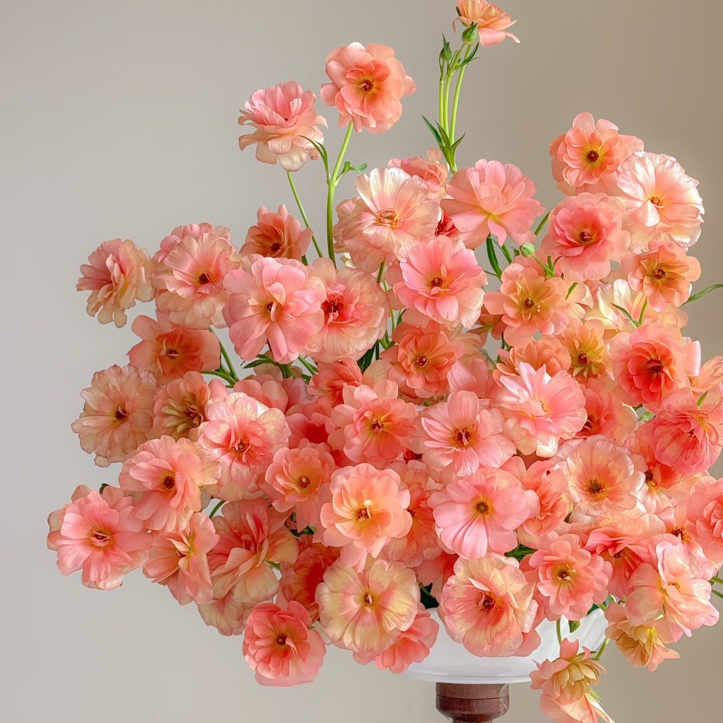 植艺【鲑鱼 蝴蝶洋牡丹】不包邮一个运费任意拍