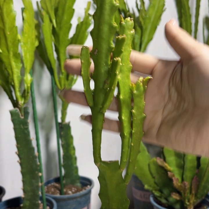 当前无花栽培后可以开花710