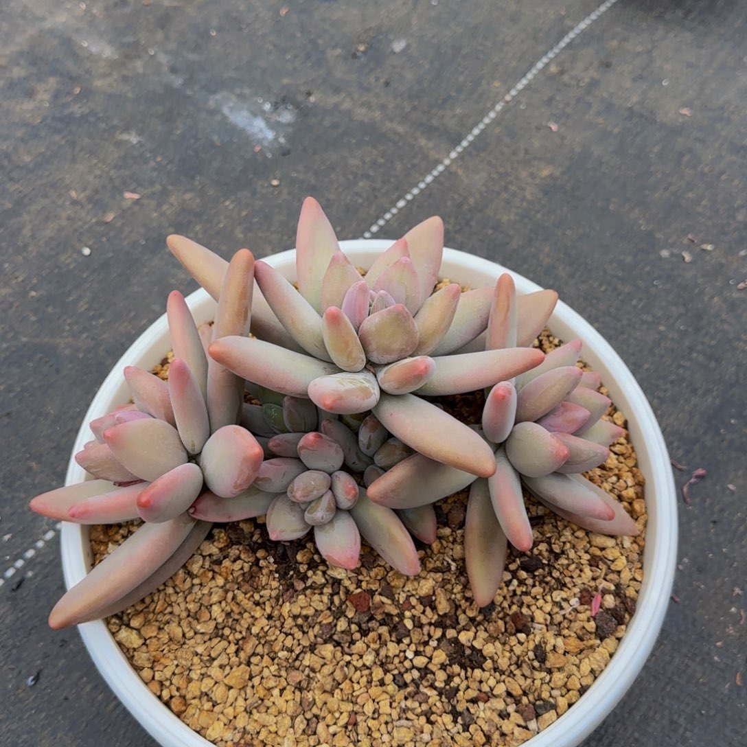 企鹅群生多肉植物