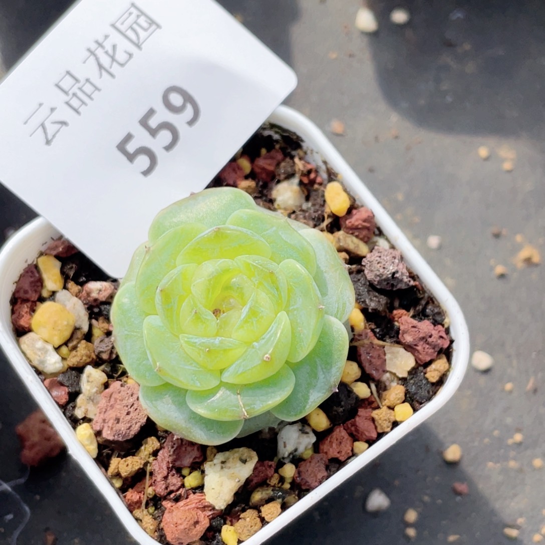 559号糖心冰心珍妮