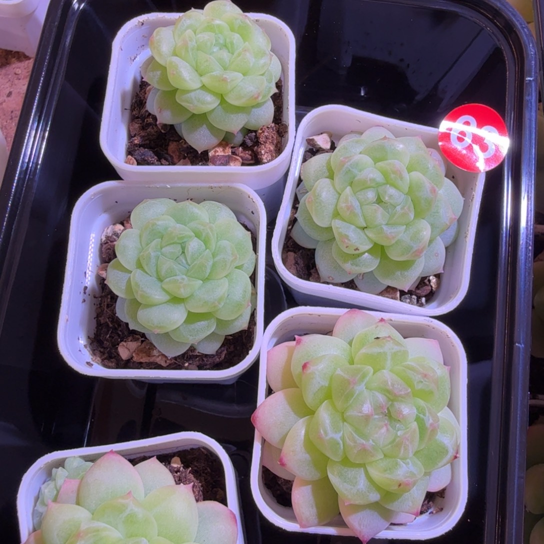 63号不知名个体量拍随机发货