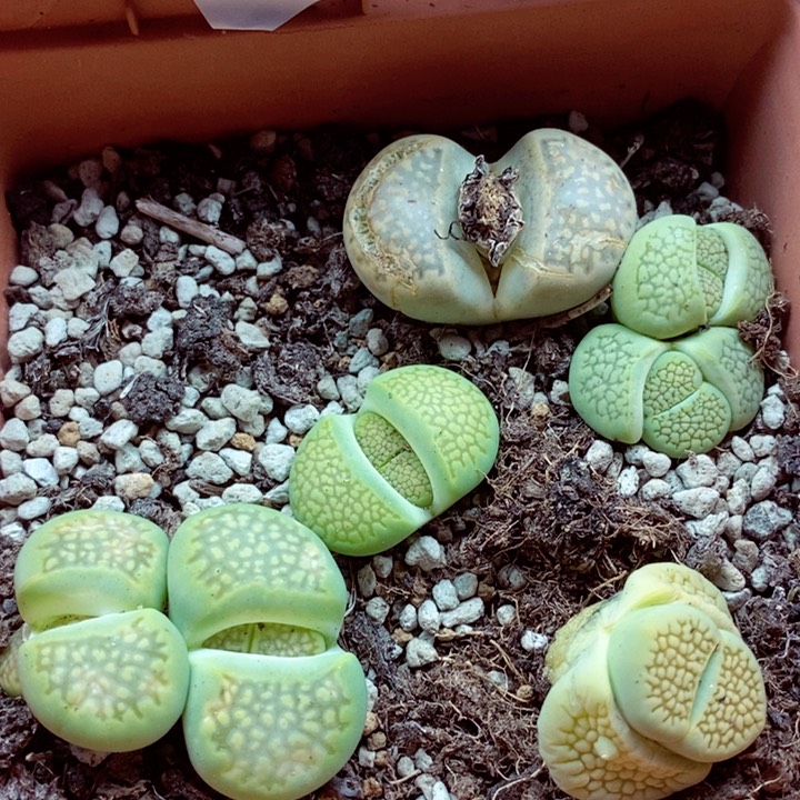 我的小姐姐们都是我的622