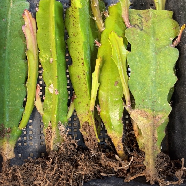 当前无花栽培后可以开花915