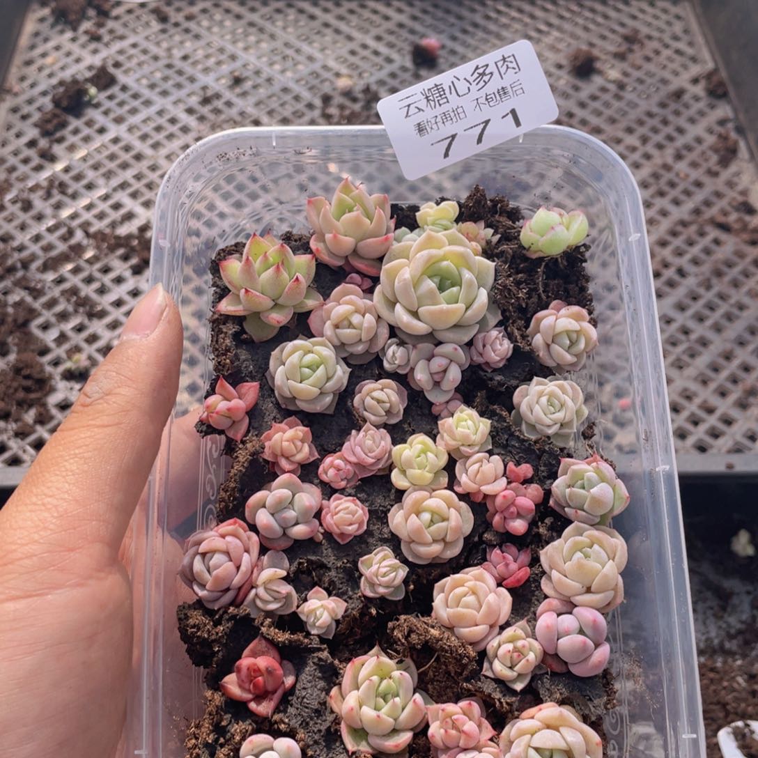 云糖心多肉植物771